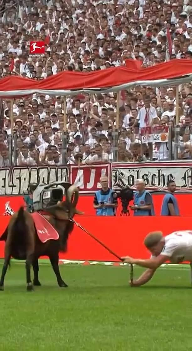 ブンデスリーガのインスタグラム：「😆 When the boss tells you to get out there and make an impact 🐐  #Bundesliga | @FCKoeln」