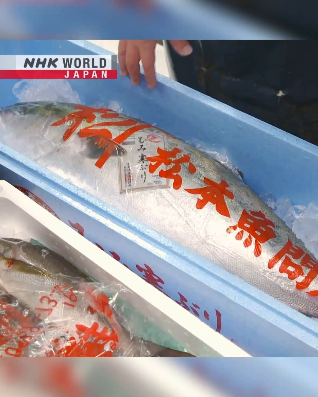 NHK「WORLD-JAPAN」のインスタグラム：「Yellowtail is called ‘buri’ in Japanese.🐟  In western Japan the fish has long been thought to bring good fortune and is an essential part of New Year traditions.  It’s especially favored in winter when it has a higher fat content. In Japanese cuisine, it is eaten grilled, simmered or raw as sushi or sashimi.😋🍣 . 👉Watch｜Trails to Oishii Tokyo: BURI｜Free On Demand｜NHK WORLD-JAPAN website.👀 . 👉Tap in Stories/Highlights to get there.👆 . 👉See the link in our bio for more on the latest from Japan. . 👉If we’re on your Favorites list you won’t miss a post. . . #umami #うま味 #buri #yellowtail #鰤 #japaneseamberjack #japanesefood #japanfish #toyosumarket #japanesingredients #visitjapan #hiddenjapan #discoverjapan #japanfoodie #tokyo #trailstooishiitokyo #nhkworldjapan #japan」