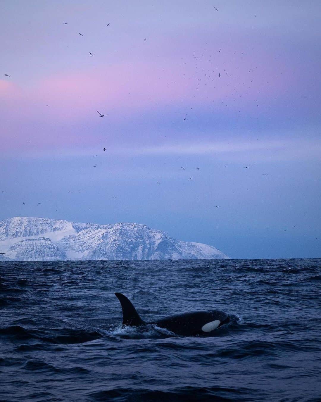 Discover Earthのインスタグラム：「Diving into the stunning world of Orcas in Norway 🌊🐋😍  📍 Norway  🇳🇴 #DiscoverNorway with @reneringnes」