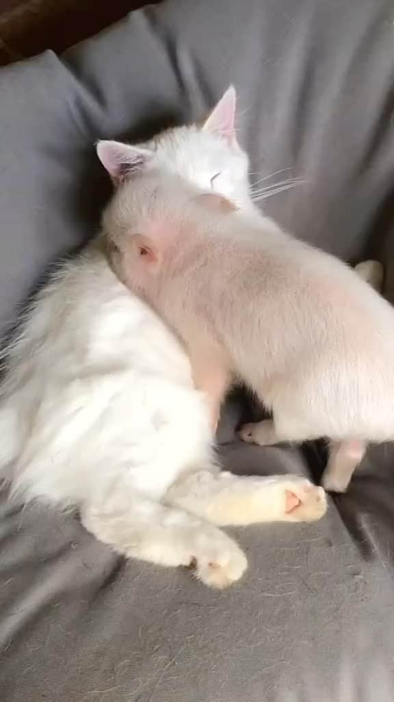 アリシア・シルヴァーストーンのインスタグラム：「Can I join whatever cuteness is happening right here? 🐷🐱」