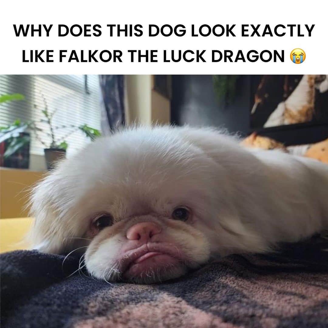 BarkBoxさんのインスタグラム写真 - (BarkBoxInstagram)「we know your feed is probably full of Black Friday ads 🥲 so pls enjoy this palette cleanser   📸: @moonshadowkatie」11月25日 4時20分 - barkbox