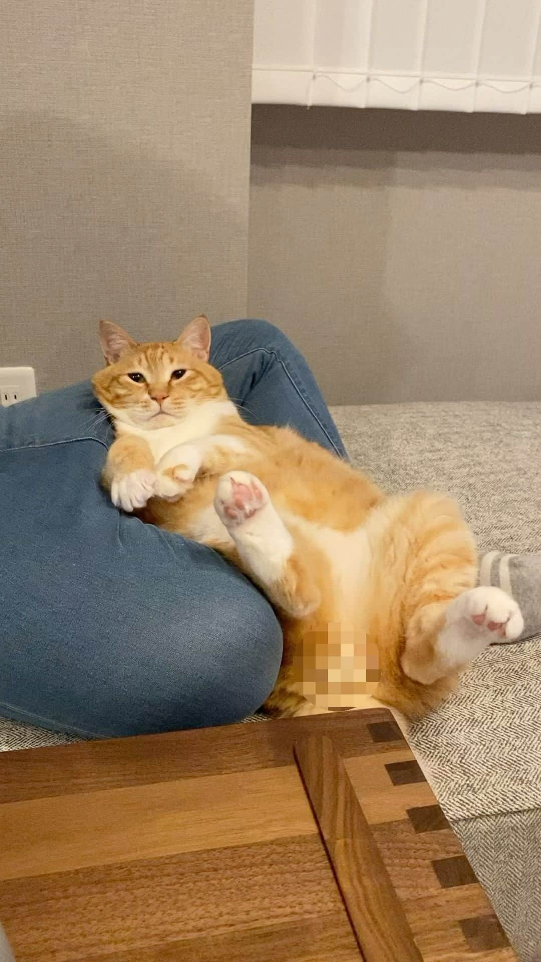 のインスタグラム：「＊ アハ現象。 ・ #画面のどこかが変わります ・ Guppy's relaxed.」