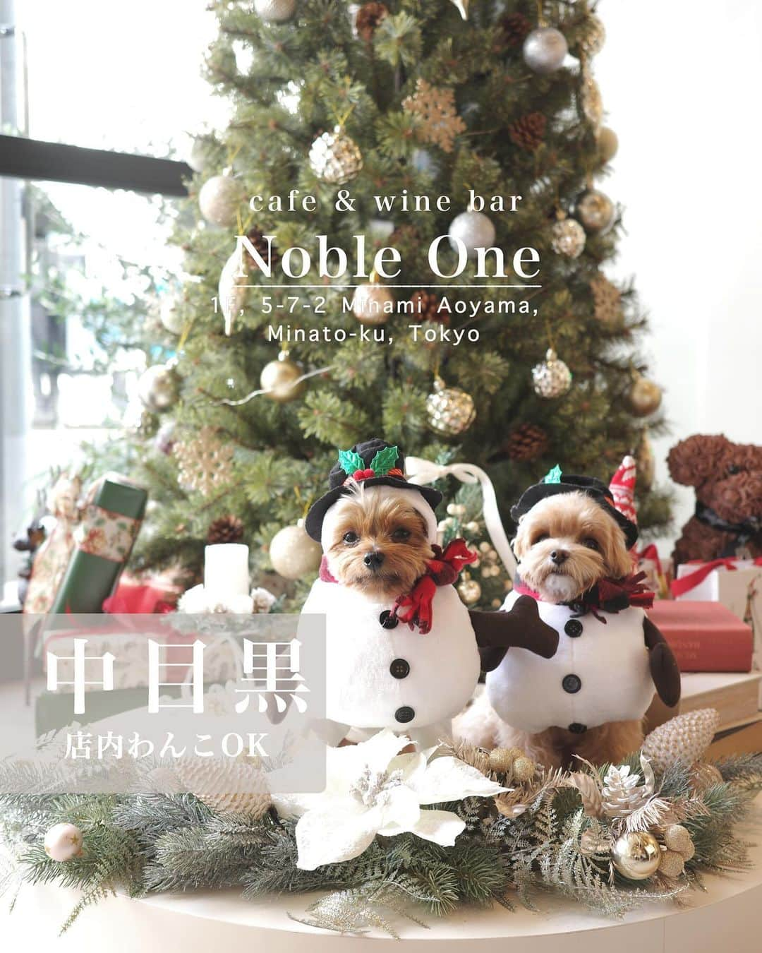 池田沙代のインスタグラム：「🤍🤍🤍🤍  ❄️🎄 @noble_one1024 🎄❄️  #中目黒 店内🐕‍🦺ok | サラダ、クロワッサンサンド、パスタ  今の時期、ツリーがかわいい🥹🤍 飾り付けの色味も可愛い🥹🤍  ハロウィンの時も可愛くて、 季節の装飾があって嬉しい✨  とってもわんこフレンドリー✨ 白基調の好きなカフェ🥹🤍  クロワッサンサンドが美味しくて好き✨  わんことツリーって難しいけど ここならブースあるから上手く撮れた🥹🤍  夜までやってるので 今度は夜に行ってみたい🤍  これからの時期、店内🐕‍🦺🆗 ありがたい🤍  ____  🎄 @noble_one1024   ◽️ 東京都目黒区青葉台1-14-4 1F ◽️ 050-5590-8135 ◽️ 11:00～18:00 ◽️ 月曜・火曜 ◽️予約可 ◽️店内🐕‍🦺ok  ___  最新の営業時間はお店のSNSなどで チェックしてから行ってみてください🤍  #ぴのさんカフェ#店内犬ok#犬テラスOK#テラス犬ok#犬と行けるカフェ#犬と行けるお店#ペット同伴可#犬同伴#犬同伴可#犬とカフェ#ワンコとカフェ#東京カフェ#犬okカフェ#テラス席ワンコok#テラス席わんこok#ペットokカフェ#犬とおでかけ#犬とお出掛け#中目黒カフェ#店内わんこok」