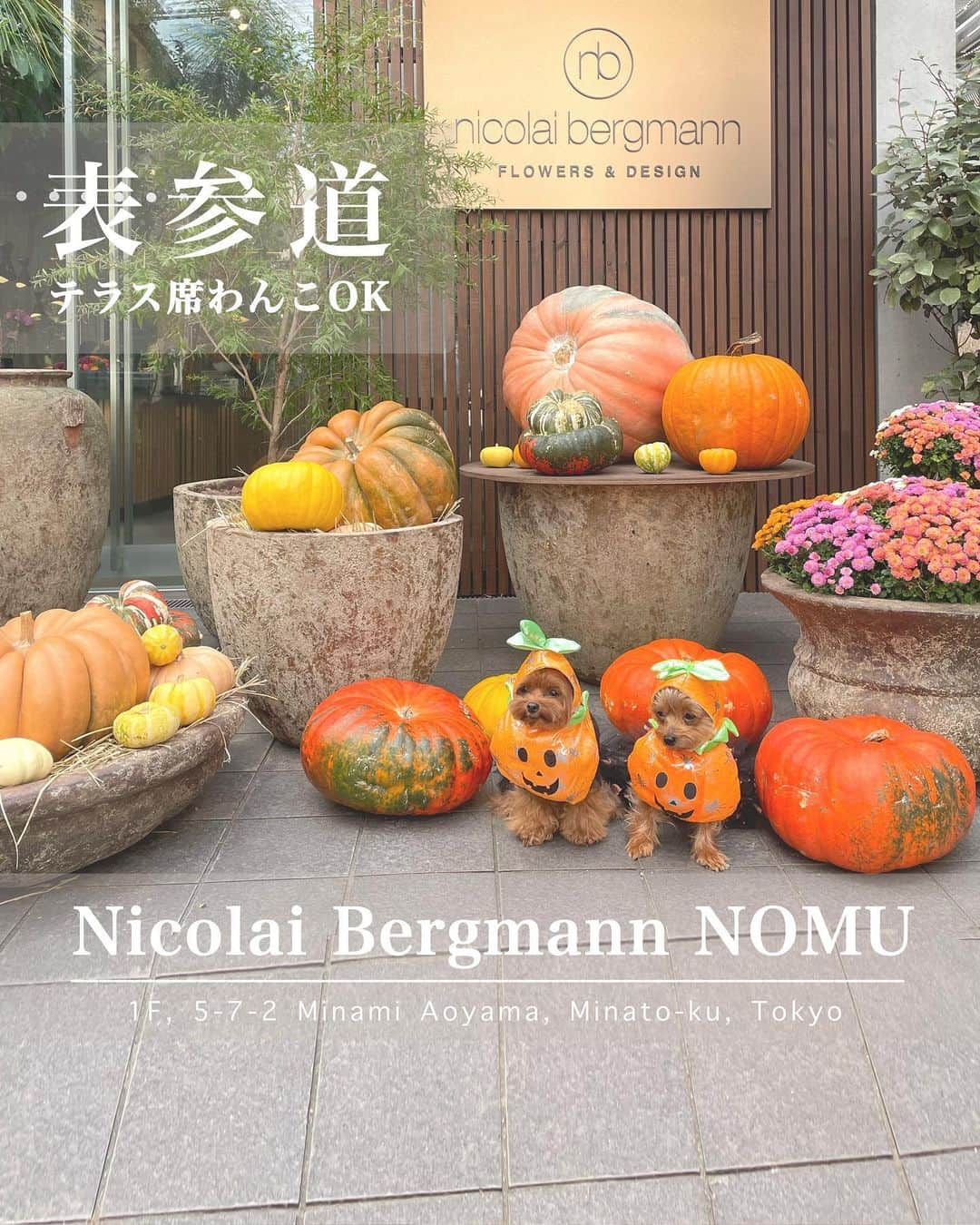 池田沙代のインスタグラム：「🤍🤍🤍🤍  💐🎃Nicolai Bergmann NOMU🎃💐 @nicolaibergmann_nomu   #表参道 テラス🐕‍🦺ok | サラダ、ブレッド、ケーキ  季節の装飾がおしゃれな ニコライバーグマンで 久しぶりにランチしました✨  かぼちゃの装飾がかわいくって ぴのさんとぷーちゃんも、 かぼちゃマン🎃  ランチはトッピングとブレッドの 種類が選べます✨  おしゃれー🥹🤍 美味しかったです✨  店内はお花でいっぱいだけど テラス席はシンプルな感じ✨  入り口の装飾は 季節感があっておしゃれで流石🥹🤍  わんこはテラス席のみOKです✨  海外の方も多くて ハロウィン気分味わえました✨  冬はテラス、暖房置くのかな？🤔  ハロウィンが近いので かぼちゃ写真多めでお送りします🤣  ____  💐 Nicolai Bergmann NOMU @nicolaibergmann_nomu   ◽️ 東京都港区南青山5-7-2 1F ◽️03-5464-0824 ◽️ 10:00～19:00 ◽️ 奇数月の第1月曜日、年末年始、休み ◽️予約不可 ◽️テラス席🐕‍🦺ok  ___  最新の営業時間はお店のSNSなどで チェックしてから行ってみてください🤍  #ぴのさんカフェ#店内犬ok#犬テラスOK#テラス犬ok#犬と行けるカフェ#犬と行けるお店#ペット同伴可#犬同伴#犬同伴可#犬とカフェ#ワンコとカフェ#東京カフェ#犬okカフェ#テラス席ワンコok#テラス席わんこok#ペットokカフェ#犬とおでかけ#犬とお出掛け#表参道カフェ」