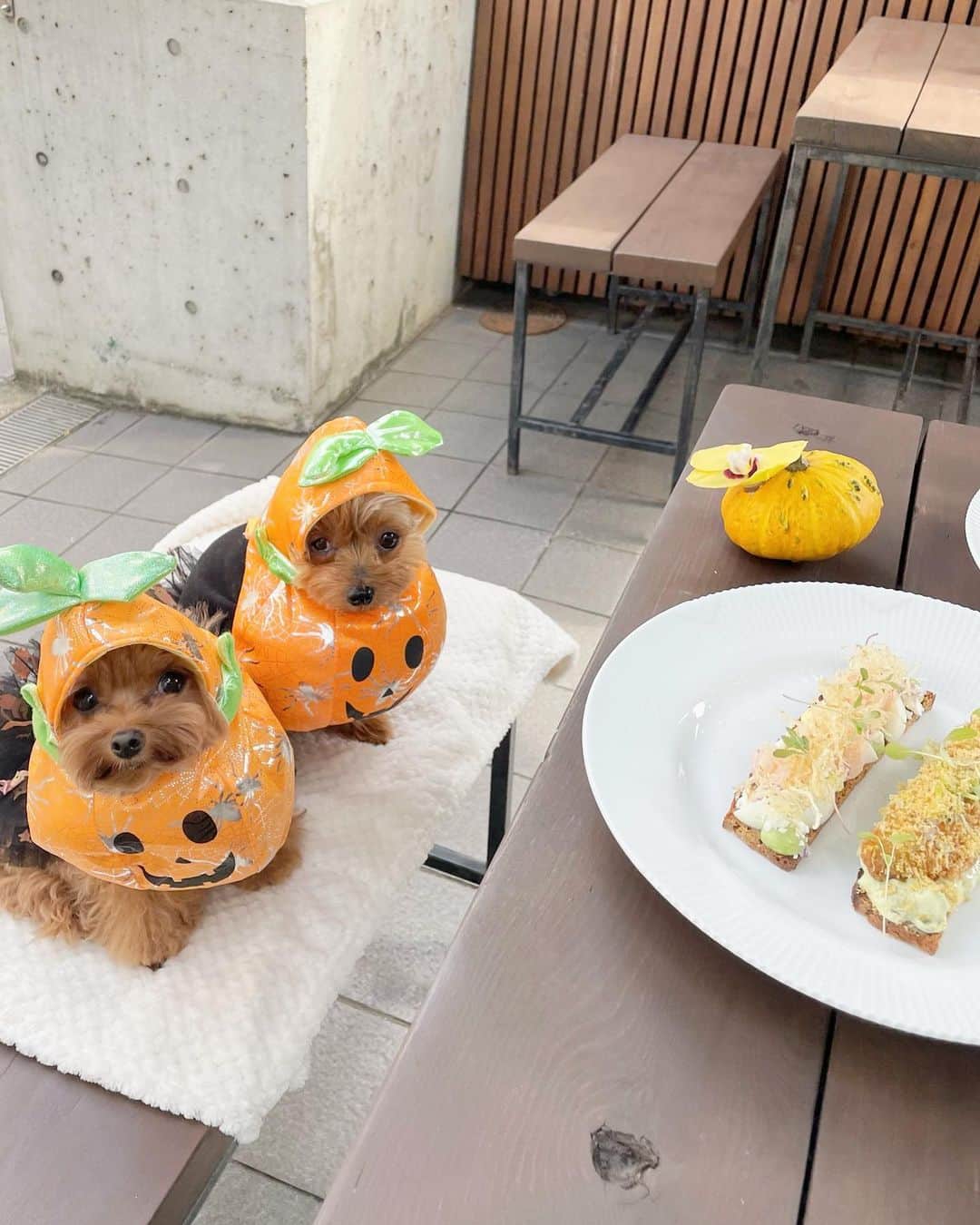 池田沙代さんのインスタグラム写真 - (池田沙代Instagram)「🤍🤍🤍🤍  💐🎃Nicolai Bergmann NOMU🎃💐 @nicolaibergmann_nomu   #表参道 テラス🐕‍🦺ok | サラダ、ブレッド、ケーキ  季節の装飾がおしゃれな ニコライバーグマンで 久しぶりにランチしました✨  かぼちゃの装飾がかわいくって ぴのさんとぷーちゃんも、 かぼちゃマン🎃  ランチはトッピングとブレッドの 種類が選べます✨  おしゃれー🥹🤍 美味しかったです✨  店内はお花でいっぱいだけど テラス席はシンプルな感じ✨  入り口の装飾は 季節感があっておしゃれで流石🥹🤍  わんこはテラス席のみOKです✨  海外の方も多くて ハロウィン気分味わえました✨  冬はテラス、暖房置くのかな？🤔  ハロウィンが近いので かぼちゃ写真多めでお送りします🤣  ____  💐 Nicolai Bergmann NOMU @nicolaibergmann_nomu   ◽️ 東京都港区南青山5-7-2 1F ◽️03-5464-0824 ◽️ 10:00～19:00 ◽️ 奇数月の第1月曜日、年末年始、休み ◽️予約不可 ◽️テラス席🐕‍🦺ok  ___  最新の営業時間はお店のSNSなどで チェックしてから行ってみてください🤍  #ぴのさんカフェ#店内犬ok#犬テラスOK#テラス犬ok#犬と行けるカフェ#犬と行けるお店#ペット同伴可#犬同伴#犬同伴可#犬とカフェ#ワンコとカフェ#東京カフェ#犬okカフェ#テラス席ワンコok#テラス席わんこok#ペットokカフェ#犬とおでかけ#犬とお出掛け#表参道カフェ」10月30日 15時27分 - sayopi