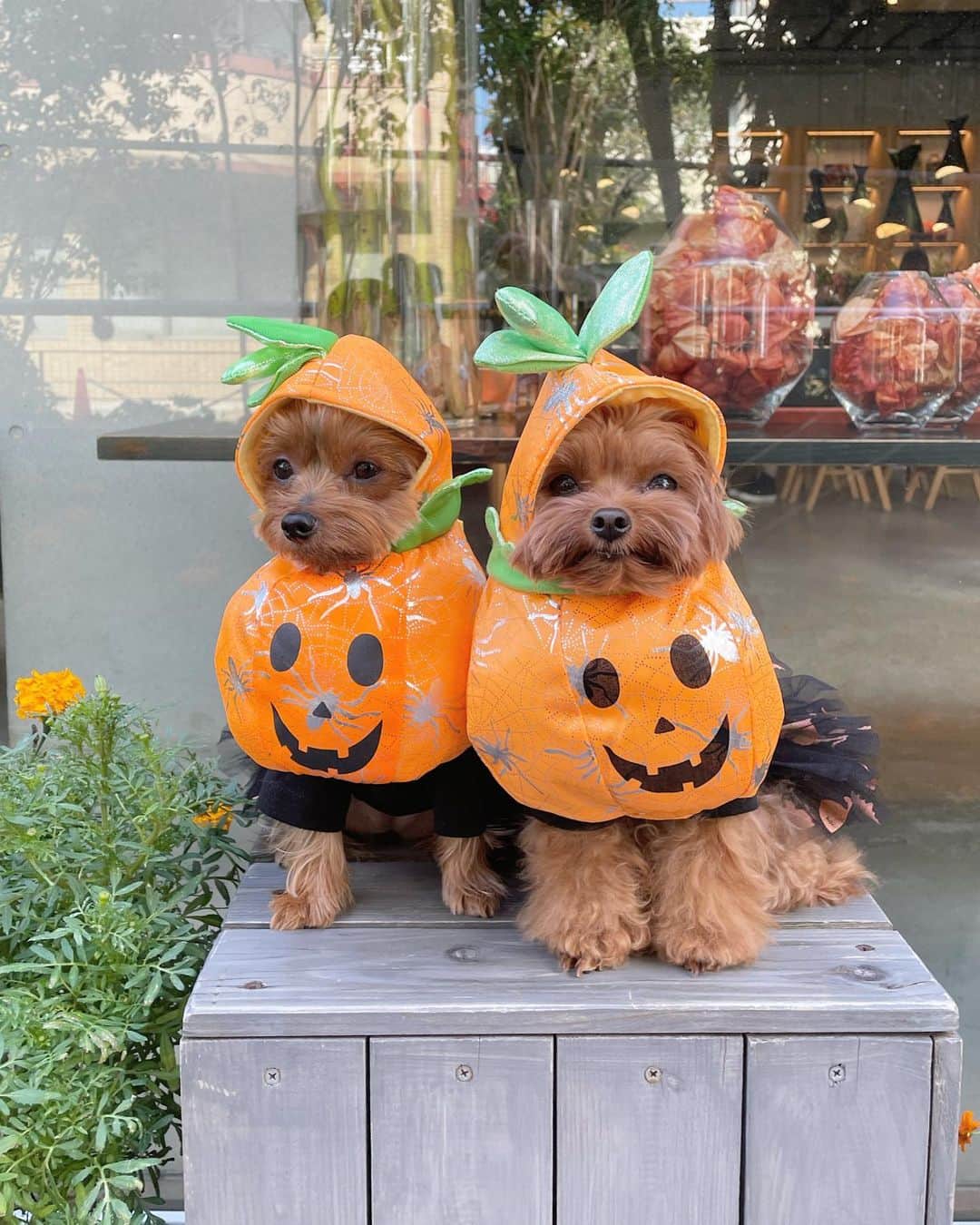 池田沙代さんのインスタグラム写真 - (池田沙代Instagram)「🤍🤍🤍🤍  💐🎃Nicolai Bergmann NOMU🎃💐 @nicolaibergmann_nomu   #表参道 テラス🐕‍🦺ok | サラダ、ブレッド、ケーキ  季節の装飾がおしゃれな ニコライバーグマンで 久しぶりにランチしました✨  かぼちゃの装飾がかわいくって ぴのさんとぷーちゃんも、 かぼちゃマン🎃  ランチはトッピングとブレッドの 種類が選べます✨  おしゃれー🥹🤍 美味しかったです✨  店内はお花でいっぱいだけど テラス席はシンプルな感じ✨  入り口の装飾は 季節感があっておしゃれで流石🥹🤍  わんこはテラス席のみOKです✨  海外の方も多くて ハロウィン気分味わえました✨  冬はテラス、暖房置くのかな？🤔  ハロウィンが近いので かぼちゃ写真多めでお送りします🤣  ____  💐 Nicolai Bergmann NOMU @nicolaibergmann_nomu   ◽️ 東京都港区南青山5-7-2 1F ◽️03-5464-0824 ◽️ 10:00～19:00 ◽️ 奇数月の第1月曜日、年末年始、休み ◽️予約不可 ◽️テラス席🐕‍🦺ok  ___  最新の営業時間はお店のSNSなどで チェックしてから行ってみてください🤍  #ぴのさんカフェ#店内犬ok#犬テラスOK#テラス犬ok#犬と行けるカフェ#犬と行けるお店#ペット同伴可#犬同伴#犬同伴可#犬とカフェ#ワンコとカフェ#東京カフェ#犬okカフェ#テラス席ワンコok#テラス席わんこok#ペットokカフェ#犬とおでかけ#犬とお出掛け#表参道カフェ」10月30日 15時27分 - sayopi