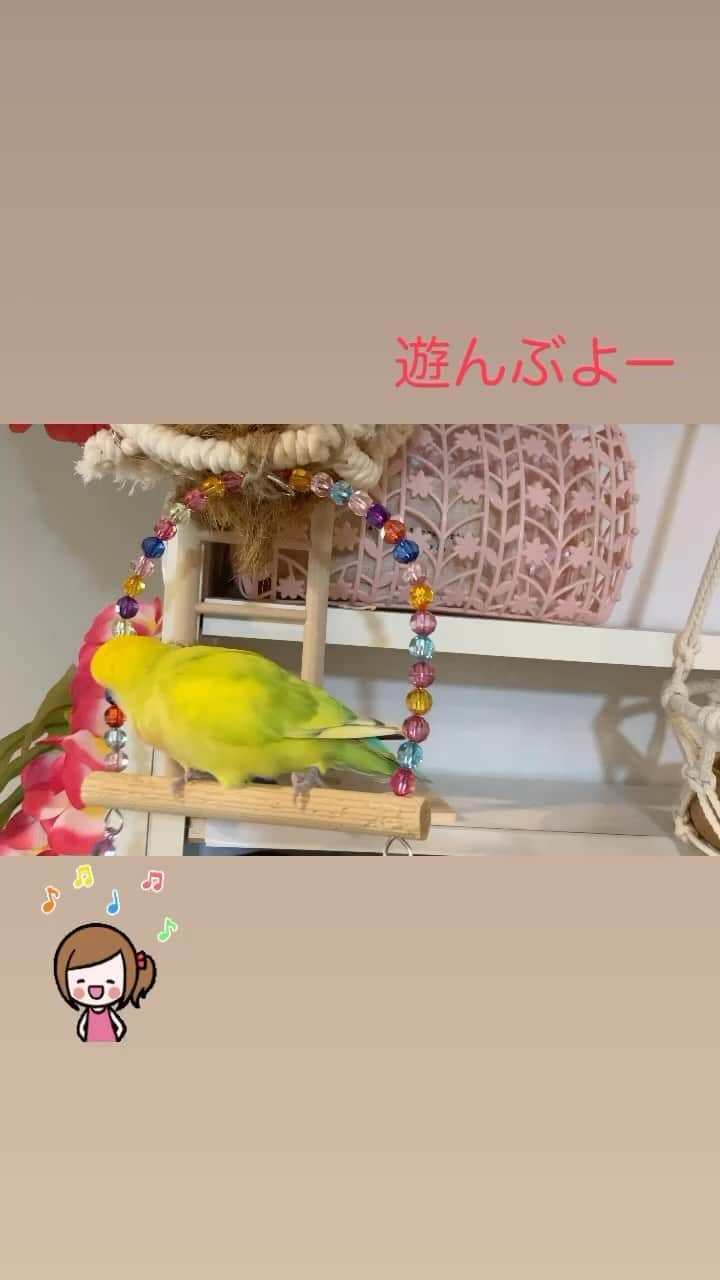 立見里歌のインスタグラム：「イポちゃん、遊ぼう😆🐥❤️  #こざくらいんこ #小鳥 #インコ好きさんと繋がりたい  #イポちゃん　#ラブバード  #インコ   ∞∞∞∞∞∞∞∞∞  🤍 イポラニは⇨Hawaii語で最愛の恋人 https://www.la-ipolani.com/ 🤍 【販売店】 #自然食品ff  #むぎごころ  #アメリカンファーマシー  #pilikai  #sosiego #ビバおはようショップ #つむぎORGANIC #EUREKA #AVAE 🤍 #年齢性別問わず #敏感肌 #子供　#エイジングケア #美肌ケア #美容 #無添加 #植物性　#botanical #バチルス発酵液　#ダマスクローズ　#肌に優しい #オーガニック #メンズ」