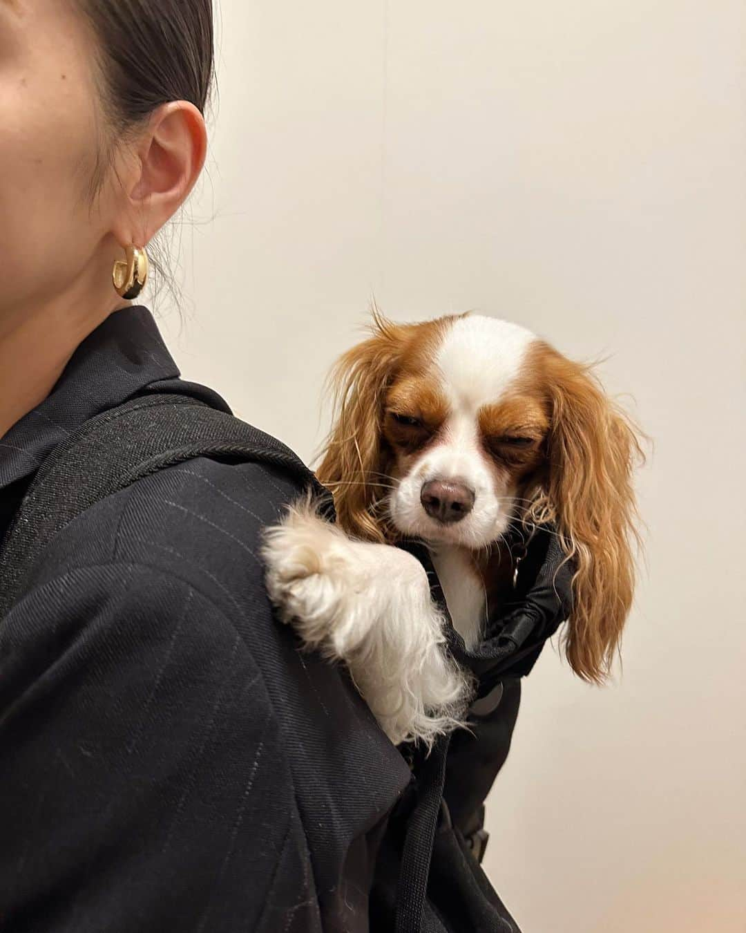 木下ココのインスタグラム：「自転車の時用に見つけた犬用のキャリーバッグ🧳♡ ・ 居心地良かったのか中に入ったまま寝ちゃうダニエルが可愛すぎる☺️💕 ・ 開封前からキャリーに興味津々のみんな🐶嬉しかったけど、私がこのキャリーで運べるのは1匹な訳で…🐕💦 ・ メンバーは公平にローテーションで選ぶとしても、毎回それなりの罪悪感を感じてしまいそう😅 ・ ・ ・ #ペット用品  #犬 #キャリーバッグ #キャバリア #cavalierkingcharlesspaniel  #cavmom #木下ココ」