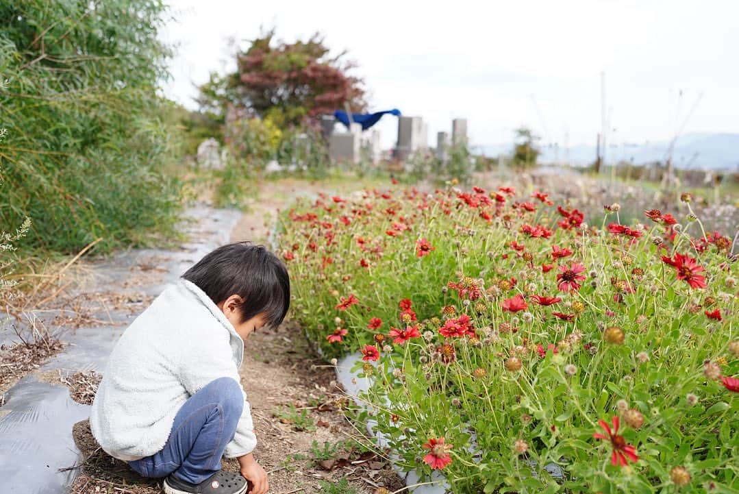前田有紀さんのインスタグラム写真 - (前田有紀Instagram)「先日訪れた長野県上伊那郡飯島町の片桐花卉園さん。 @katagiri_akihito  @sowel_by_katagirikakien  たくさんの圃場を管理されていて、花屋部門もあってすごくお忙しいのに、いつ訪れても温かく出迎えてくださって、花業界に入って出会えた大切なファミリーです。  インスタライブで見てくださった方も多いと思いますが、5月の火災事故があり、修繕したハウスがいよいよ稼働していくタイミング。ただ、壊れてしまったことで夏場にアルストロメリアが受けたダメージは大きく、ハウスからはお花があまりでてこない状況がいまも続いています。 修繕自体にも大きな費用がかかり、来年の春先までは花たちにも影響が続くということで、私たちgui @gui.flower では微力ながら継続的な支援をしていきたいと思っています。 今週末お届けの片桐花卉園のcheer up! bouquetは、片桐さんのところで仕入れたお花を中心に束ねて、売り上げの30%を寄付させていただきます。 あまりお家ではお花を飾らない、という方にもぜひ長持ちするアルストロメリアを中心とした草花を楽しんでもらいたいなと思っています。 みなさまからのご予約受付、お待ちしております。  一枚目の写真は次男が撮影しました。 私はお花を上から眺めてばかりでしたが、背丈の小さなお花も次男目線の横顔はとても可愛いんだと気付かされました。  詳細は　@gui.flower から！」10月30日 16時14分 - yukimaeda0117
