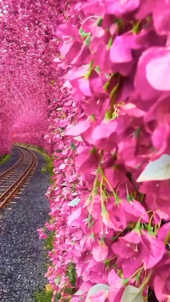Awesome Wonderful Natureのインスタグラム：「Flower tunnel by @khanjipeerwala 🌺 Tag who you’d go with!!! 🙌🏼💖 . 🎥 by @khanjipeerwala  📍 Yuchi - Taiwan 🇹🇼  Tag #fantastic_earth for feature ✨  #taiwan #tunnel #flower #railway #romantic」