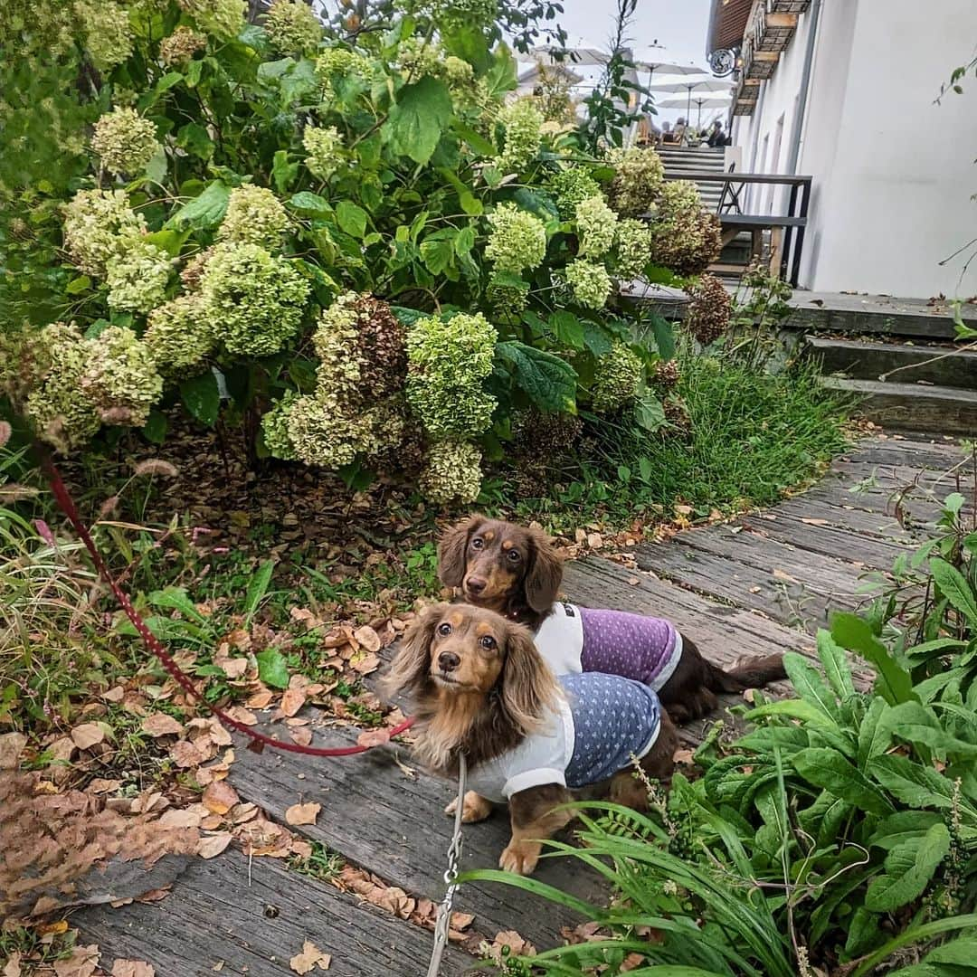 くるみんのインスタグラム：「* ハナテラスを少し散策 枯れ紫陽花が素敵  #カニンヘンダックスフント #カニンヘンダックスフンドチョコタン #カニンヘンダックス多頭飼い #カニンヘンダックスの日常 #カニンヘン #カニンヘンダックス #カニンヘンチョコタン #カニンヘンダックスチョコタン #カニンヘンの会 #カニンヘンダックスフンド #ダックス多頭飼い #ダックスフントカニンヘン #ダックスフント #ダックスフンドカニンヘン #ダックスフンドチョコタン #ダックス部 #ダックスフンド #ダックス #ダックスの日常 #ダックス短足部 #ダックス #チョコタンダックスフント #チョコタンダックスフンド #チョコタンダックス #チョコタン #ハナテラス #dachshund #dachs #dogstagram #dog #instagramdogs」