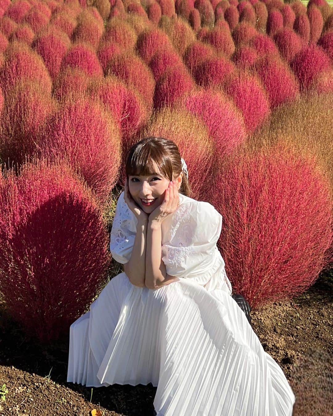 早川愛のインスタグラム：「❤️❤️❤️  お気に入りのコキアの写真❤️❤️❤️ 今週パタパタだけどがんばろう❤️  ・  #コキア #花ファンタジア #清水公園 #千葉観光 #千葉お出かけスポット #happy」