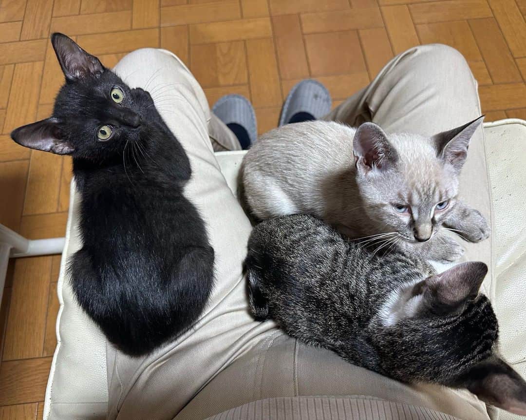 やふさんのインスタグラム写真 - (やふInstagram)「ごはん食べた後はなぜかカイヌシのお膝に集合しがち . #cat #neko #catlovers #catsofinstagram #catstagram #instacat #猫 #ねこ #ネコ #保護猫」10月30日 9時12分 - kyafy