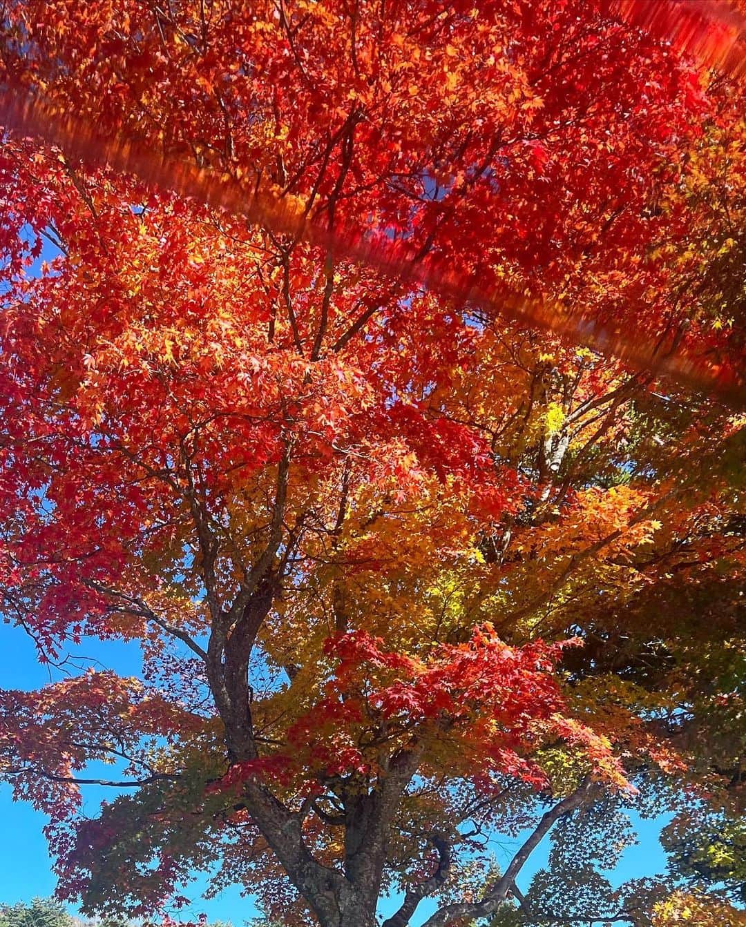 佐々木敬子さんのインスタグラム写真 - (佐々木敬子Instagram)「. 秋の軽井沢へ🍁🍁🍁  この日の夜は3℃くらいで急にびっくりするような寒さだったけど、紅葉が始まって木々が色づく軽井沢はお天気も良く空気が澄んでいて気持ちが良かった。  突然思い立ってその日に決めたき久しぶりの家族旅行に、母も楽しそうでなにより。 息子はお婆ちゃん子なので旅行中ずっと母を気にかけくれて、息子の成長にも嬉しくなったり。 ちょっと東京離れるだけでもリフレッシュも出来て、新しい発見もあったり会いたい人にも会えて良い旅でした。 秋は旅に出たくなりますね。  #軽井沢 #紅葉の季節 #秋　 #日本は四季があって美しい  #息子は鼻水止まらず #何故だろ #鼻膨らましてる #朝から電波がおかしい #毎日電波障害？か？ #携帯がバグりまして」10月30日 9時11分 - keikosasaki_mylan