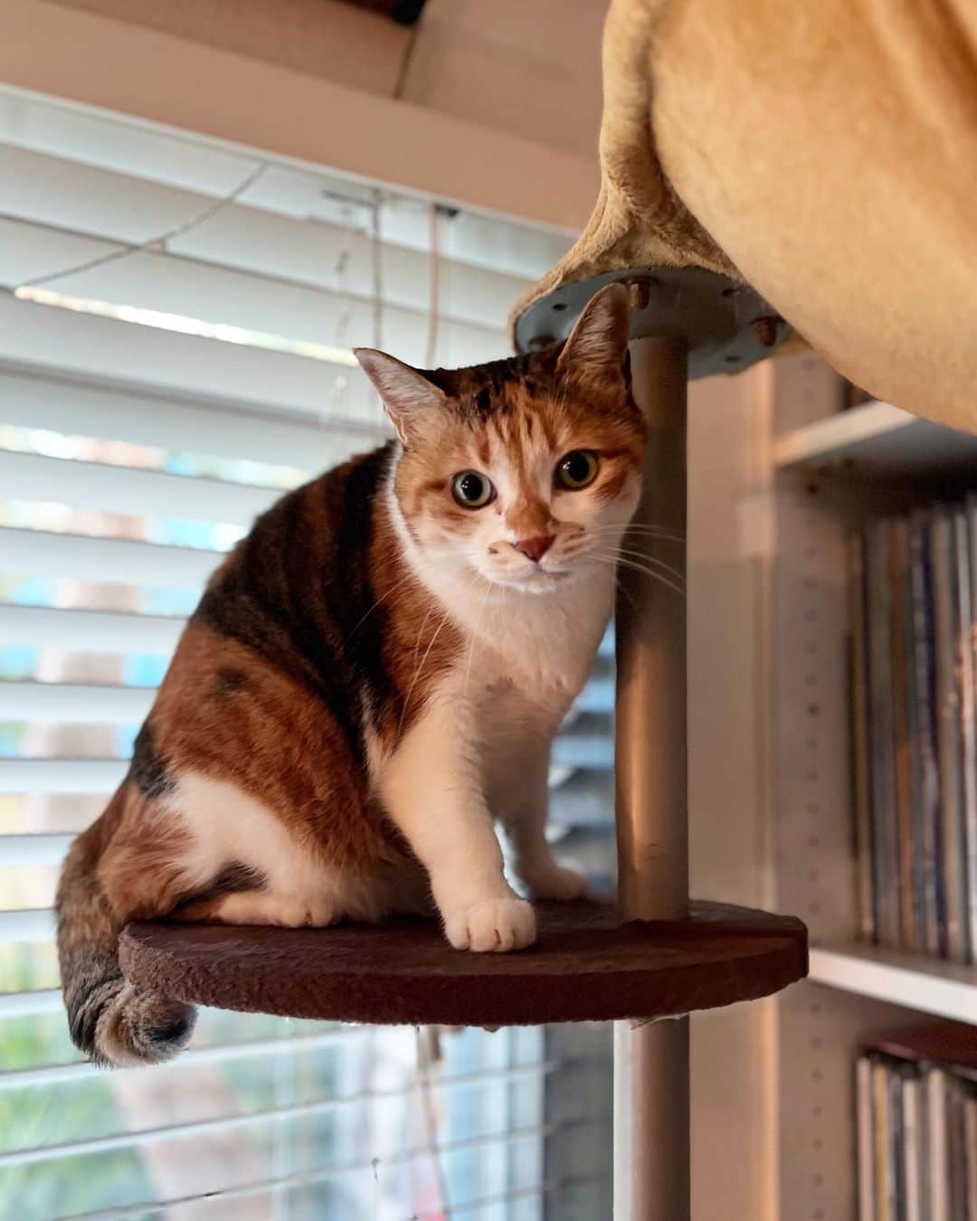 山田稔明のインスタグラム：「おはよ #ポチ実 #三毛猫」