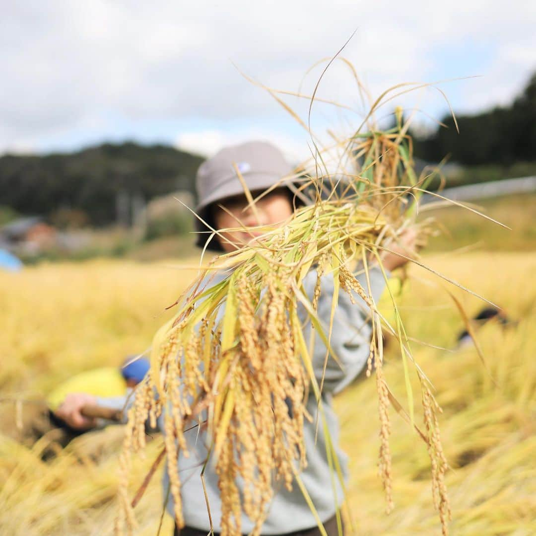 きなこのインスタグラム：「6月に田植えをした田んぼで今年も稲刈り体験🌾 去年は早々に泥にまみれて遊んでいた息子が、鎌の使い方も上手になって、ざくざく稲刈りに励んでいました（その後力尽きてた😂 夕日に照らされて金色に輝く稲穂がとっても綺麗✨  顔サイズに育った巨大しいたけも収穫させてもらったよ！収穫の秋だね☺️  #稲刈り #味覚狩り #自然体験 #きなこのおでかけきろく #こどもとおでかけ #小学生 #小学生男子 #育児 #子育て #こどもと暮らす」