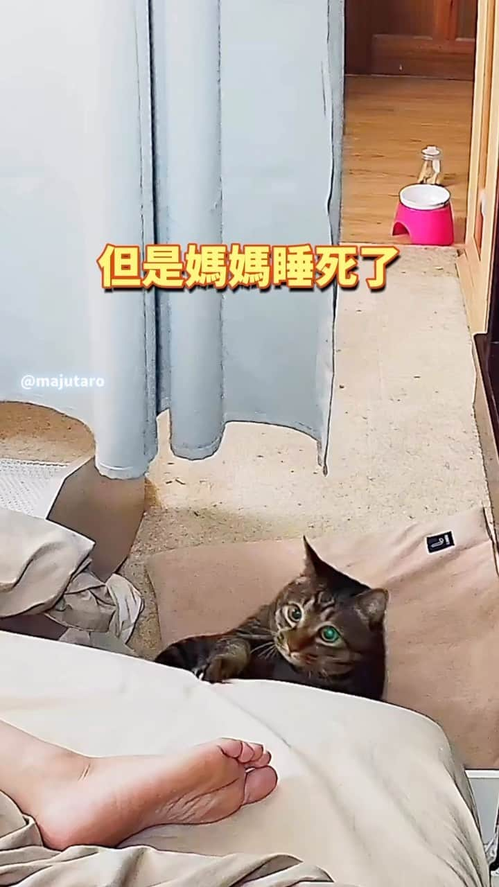 Aww Clubのインスタグラム：「🔊Paralysed cat alerts sleeping mom during earthquake  @majutaro_cat  #meowed #cutecat #cat #麻吉太郎 #soundon #volumeup #earthquake #wakeup #catmom #鏟屎的快抱我」