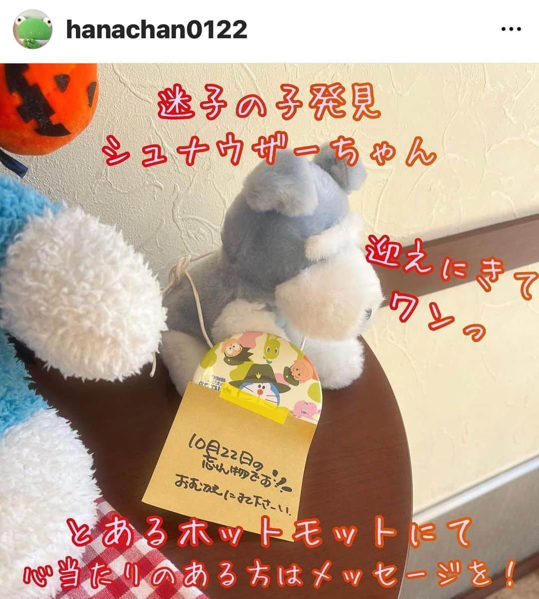 江口ともみさんのインスタグラム写真 - (江口ともみInstagram)「迷子ちゃんのお知らせです‼️  シュナウザーの可愛い子がHottoMottoで保護されているようです💦早くご家族さんが気付いて迎えに来てくれますように🍀  お心当たりのある方は @hanachan0122 にメッセージをお願いします‼️  優しいドラえもんくんが隣で一緒に見守ってくれているそうですよ😊  #迷子#落とし物#ぬいぐるみ #シュナウザーのぬいぐるみ #hottomotto  #拡散希望 #ぬいぐるみは家族です」10月30日 10時37分 - tomomin.eguchi