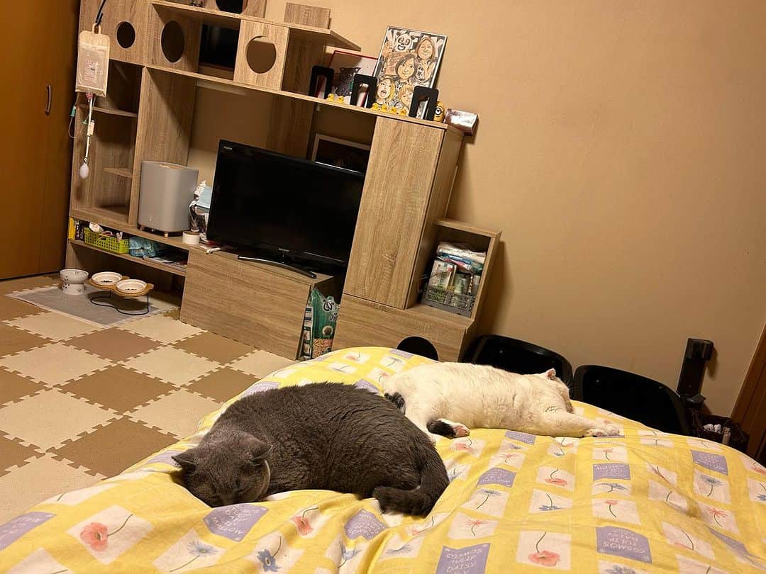 KAORUさんのインスタグラム写真 - (KAORUInstagram)「おはにゃん😊  最近、よくベッドに来てくれる #幸来 ちゃん🥰 母ちゃんは嬉しいよ☺️  #諭吉と幸来  #ゆきさく #猫のいる暮らし」10月30日 10時48分 - yukisaku_88
