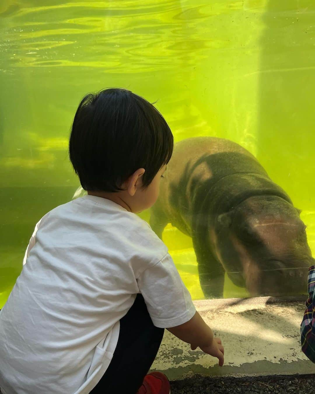 高橋里帆さんのインスタグラム写真 - (高橋里帆Instagram)「先日、上野動物園に行ってきました。 動物に興味津々の息子 真剣に観察しているので、じっくり時間をかけてみていました。特にサイが気になったです。30分ほどみていました。  ずっと走り回ってベビーカーにも乗らずに走り回りながら園内の動物を観察。 ゴリラの真似をしたり豚の真似をしたりと、とっても楽しそうでした。 連れてきた甲斐がありました。 帰りは車内でぐっすりでした。 こんなにたくさん歩けるようになってるのに驚き感動！ 日々のちょっとした成長に涙する母でした。  こういう時はリュックが楽ですね。 何回も持ち上げていたら右腕がおかしくなりました💦 年齢には逆らえないですね😅  #上野動物園#サイ#赤ちゃん#baby#boy#男子#ママデビュー#男子のママ#第一子#赤ちゃんのいる生活#ママと息子#ベビスタグラム#ベビメモ#成長記録#赤ちゃんのいる暮らし#ママスタグラム#うちの子#動物園#成長#実感#涙」10月30日 10時58分 - takahashi.riho