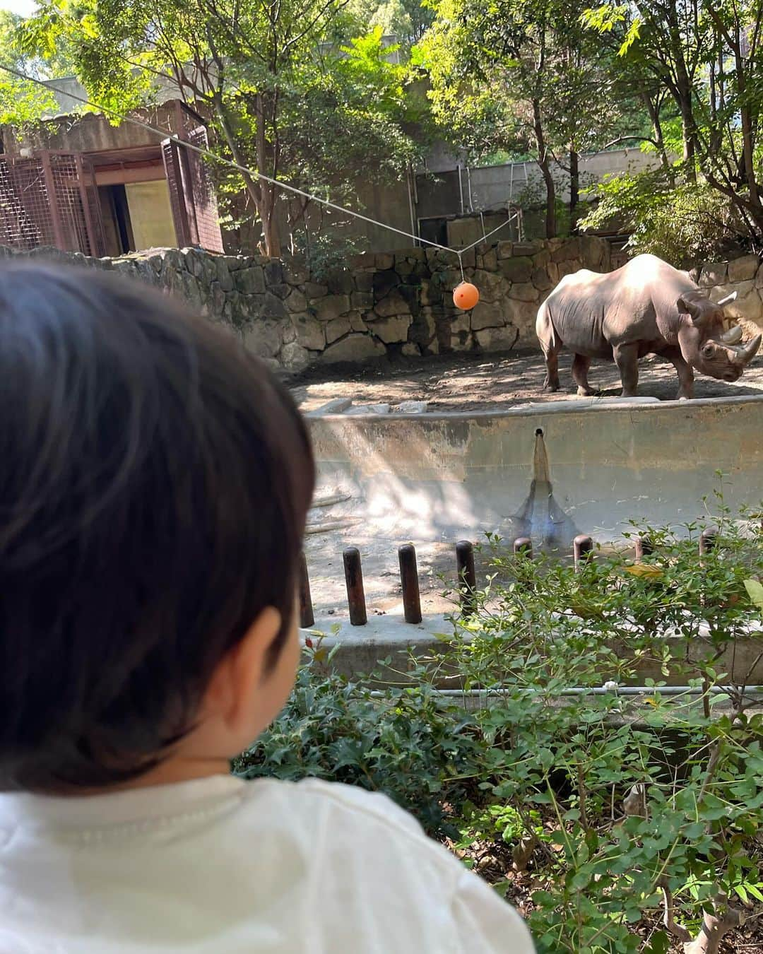 高橋里帆さんのインスタグラム写真 - (高橋里帆Instagram)「先日、上野動物園に行ってきました。 動物に興味津々の息子 真剣に観察しているので、じっくり時間をかけてみていました。特にサイが気になったです。30分ほどみていました。  ずっと走り回ってベビーカーにも乗らずに走り回りながら園内の動物を観察。 ゴリラの真似をしたり豚の真似をしたりと、とっても楽しそうでした。 連れてきた甲斐がありました。 帰りは車内でぐっすりでした。 こんなにたくさん歩けるようになってるのに驚き感動！ 日々のちょっとした成長に涙する母でした。  こういう時はリュックが楽ですね。 何回も持ち上げていたら右腕がおかしくなりました💦 年齢には逆らえないですね😅  #上野動物園#サイ#赤ちゃん#baby#boy#男子#ママデビュー#男子のママ#第一子#赤ちゃんのいる生活#ママと息子#ベビスタグラム#ベビメモ#成長記録#赤ちゃんのいる暮らし#ママスタグラム#うちの子#動物園#成長#実感#涙」10月30日 10時58分 - takahashi.riho