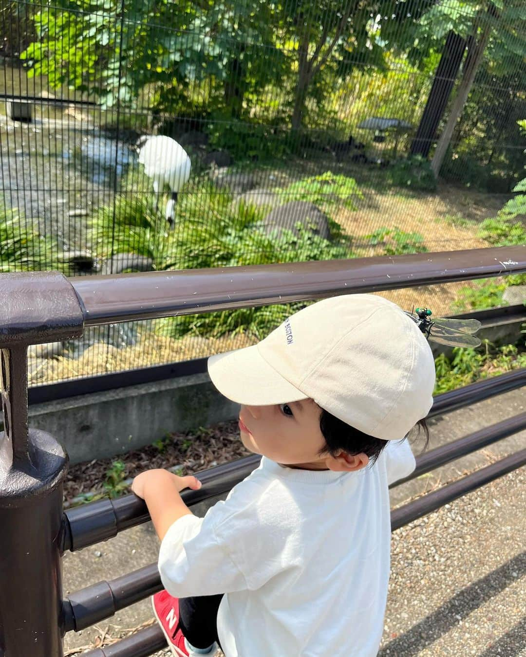 高橋里帆のインスタグラム：「先日、上野動物園に行ってきました。 動物に興味津々の息子 真剣に観察しているので、じっくり時間をかけてみていました。特にサイが気になったです。30分ほどみていました。  ずっと走り回ってベビーカーにも乗らずに走り回りながら園内の動物を観察。 ゴリラの真似をしたり豚の真似をしたりと、とっても楽しそうでした。 連れてきた甲斐がありました。 帰りは車内でぐっすりでした。 こんなにたくさん歩けるようになってるのに驚き感動！ 日々のちょっとした成長に涙する母でした。  こういう時はリュックが楽ですね。 何回も持ち上げていたら右腕がおかしくなりました💦 年齢には逆らえないですね😅  #上野動物園#サイ#赤ちゃん#baby#boy#男子#ママデビュー#男子のママ#第一子#赤ちゃんのいる生活#ママと息子#ベビスタグラム#ベビメモ#成長記録#赤ちゃんのいる暮らし#ママスタグラム#うちの子#動物園#成長#実感#涙」