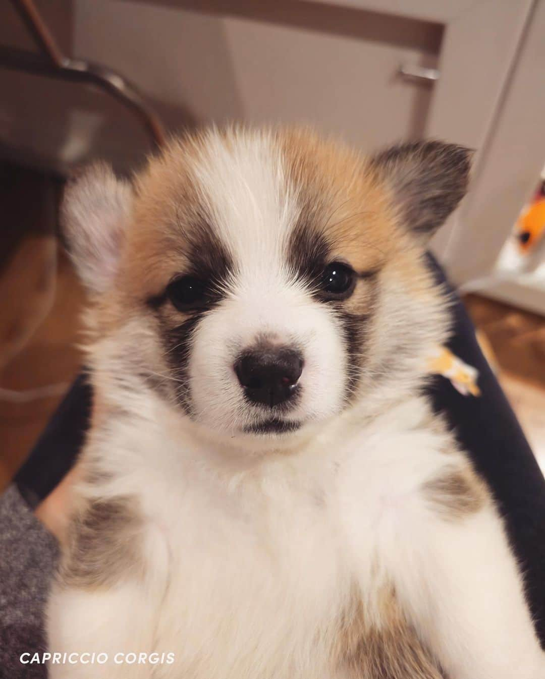 Geordi La Corgiのインスタグラム：「CAPTAIN WHO TOLD YOU YOU’RE ALLOWED TO BE THIS CUTE?! 😭🥹💛🏴‍☠️ (swipe to see the sleepy version 😴)  The Scaggies are just getting cuter by the day! Do you have a fav yet?   Sire: GCHB Tri-umph That’s How I Roll “Scotty” Dam: GCH Capriccio’s Spirit in the Spotlight “Agatha”」