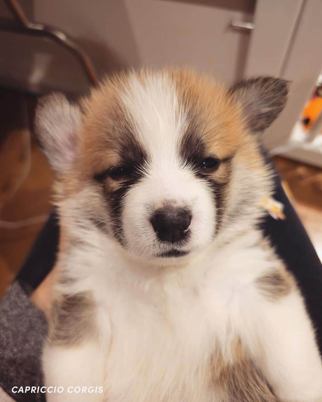 Geordi La Corgiさんのインスタグラム写真 - (Geordi La CorgiInstagram)「CAPTAIN WHO TOLD YOU YOU’RE ALLOWED TO BE THIS CUTE?! 😭🥹💛🏴‍☠️ (swipe to see the sleepy version 😴)  The Scaggies are just getting cuter by the day! Do you have a fav yet?   Sire: GCHB Tri-umph That’s How I Roll “Scotty” Dam: GCH Capriccio’s Spirit in the Spotlight “Agatha”」10月30日 10時59分 - lacorgi