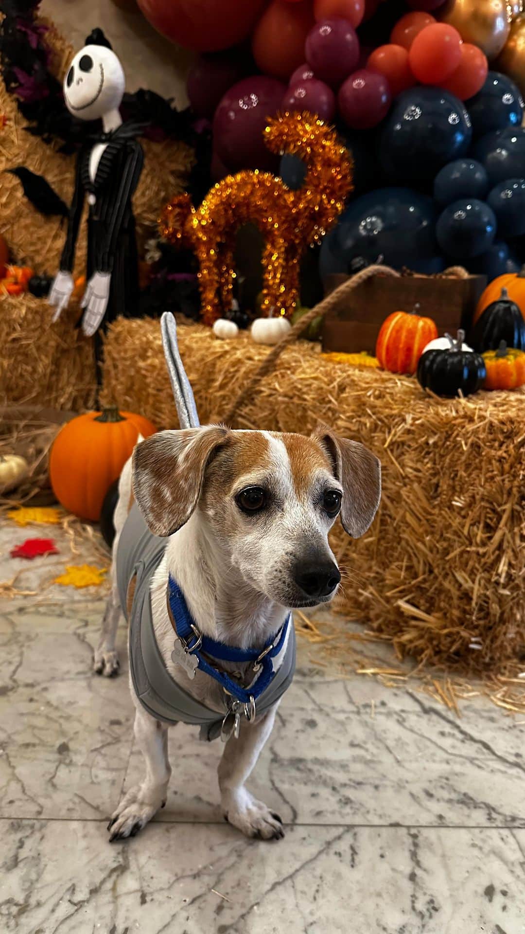 仲宗根梨乃のインスタグラム：「It’s that time of the year 🎃 🐶 🦈」