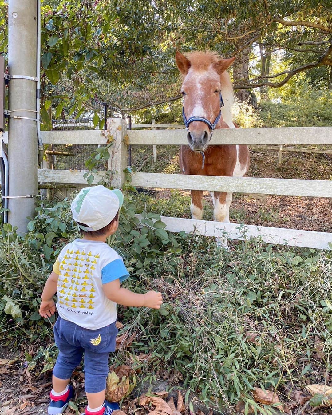 徳永千奈美のインスタグラム：「動物が大好きな息子🫶 こんなに近くで馬を見れて嬉しそう👶🏽🤍  今日は秋晴れで過ごしやすいですね☀️ 洗濯大好きな私はこの季節が大好きです♩  #1歳8ヶ月  #赤ちゃんのいる生活  #男の子ママ」