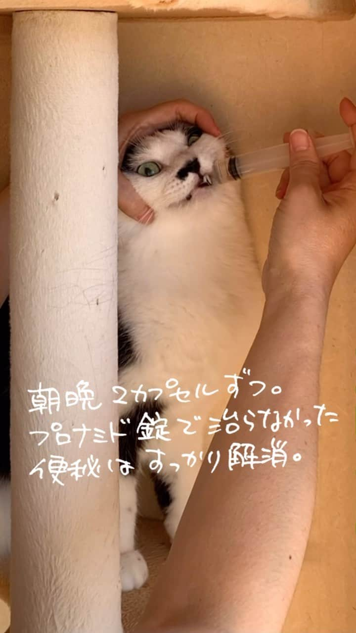 くるねこ大和のインスタグラム