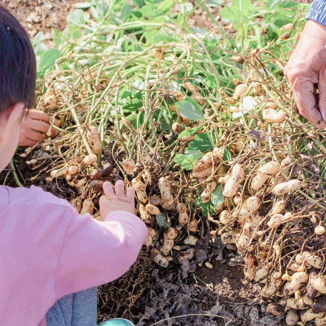 成田ゆめ牧場のインスタグラム：「🍠秋の味覚狩り🥜  成田ゆめ牧場では、 「サツマイモ掘り」と「落花生堀り」体験を開催中です！ ご家族で、ご友人と、ご自身の手で大地の恵みを掘り起こしませんか？ 🌱  落花生はそのままシンプルに塩ゆでで、サツマイモは、牧場牛乳を使ってスイートポテトにするのがオススメです🤤♥  HPでは、採れたての落花生とサツマイモを使った牧場シェフのおススメレシピも紹介してますよ♪  秋の味覚狩り🍂 ------------------------------------------ 開催期間：11月中旬ごろまで（予定） 　　　　　※無くなり次第終了 受付時間：13：00～15：30 受付場所：はたけのおうち牛柄ジョーロ  🍠サツマイモ掘り 料金：2株1000円※牧場入場料別途　 品種：シルクスイート  🥜落花生掘り 料金：2株600円※牧場入場料別途 品種：千葉半立  ※無くなり次第終了、 最新の開催状況はHPでご確認ください https://www.yumebokujo.com/?p=37357 ------------------------------------------  #味覚狩り #サツマイモ #お芋堀り #落花生 #落花生堀り #牧場 #成田ゆめ牧場 #naritadreamfarm」
