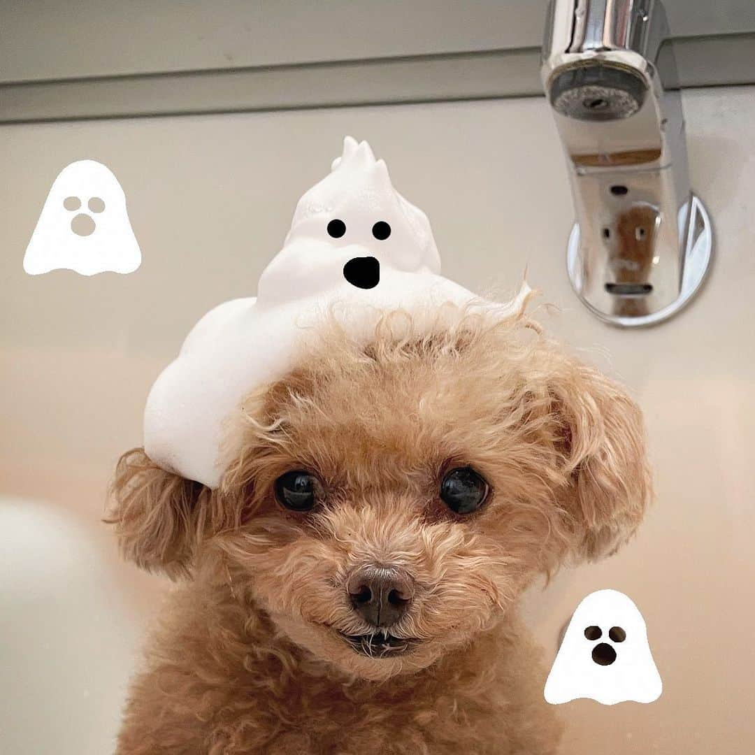 ふわのインスタグラム：「シャンプーしながら思いついた👻 どんだけ手抜きの仮装…笑  #toypoodle#toypoodlegram#dogsofinstagram#instadog#doglover#doglife#cutedog#dog#halloween#fuwamama#ふわもこのふわ#ふわ#トイプードル#ふわもこ部#犬バカ部#親バカ部#犬のいる暮らし#いぬすたぐらむ#ハロウィン」