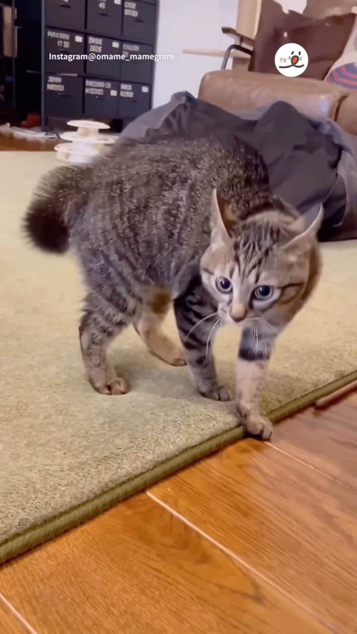 PECOねこ部のインスタグラム