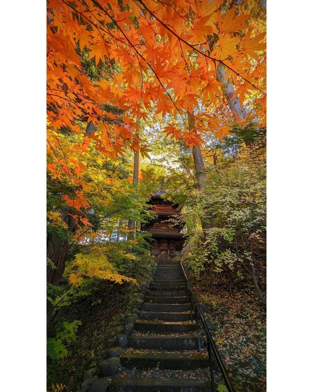 s_shoheyのインスタグラム：「. 紅葉 .」
