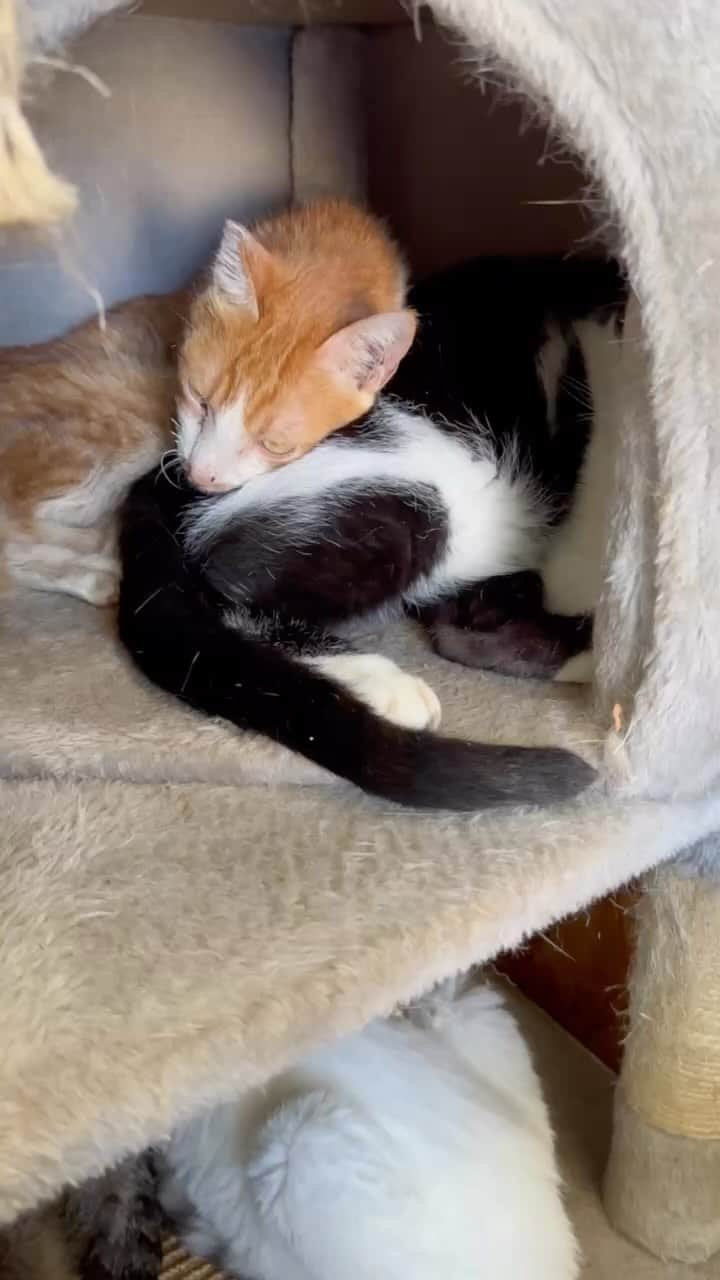 のインスタグラム：「本日もみんなの弟、トラちゃんは  シムラにどっぷり甘えたちゃん🐈🌺」