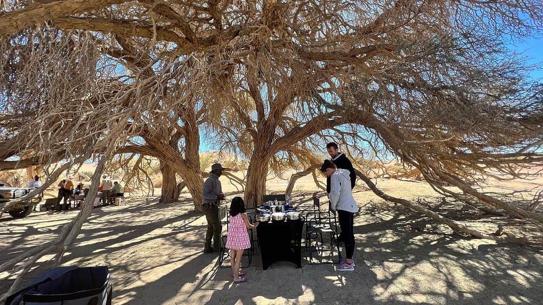 榎戸教子のインスタグラム：「【ナミビア】 砂漠では貴重な木陰。 ガイドさんが（私が砂丘に登っている間に） 探してくれていました。 時折り吹く風を感じながらランチタイム。 何もないところなのに ありがたさを感じるのです。  ナミブ砂漠を少しだけ走ってみました。  #namibia #namibdesert #desert  #trip #worldheritage #africa #lunch #treeshadow #ナミブ砂漠 #run」
