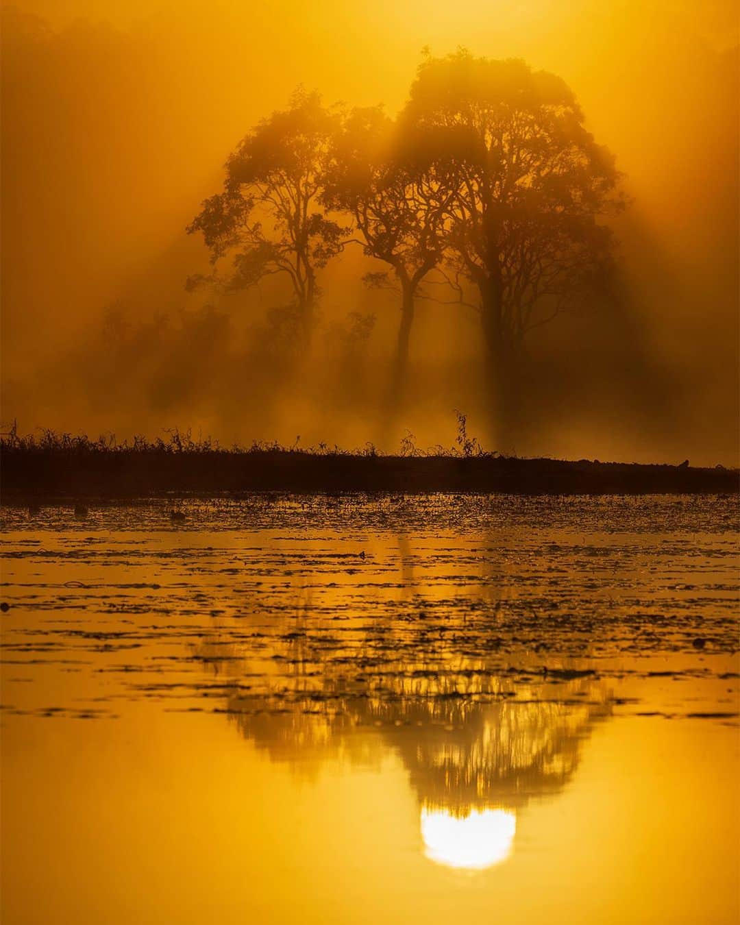 Nikon Australiaのインスタグラム：「Sunshine Coast photographer @marissaknightphotography has charted an inspiring path in her photography career, seizing every opportunity to document the beauty of her home and its remarkable subjects.  Discover more about her photography journey in the link in our bio.  Photos by @marissaknightphotography  #Nikon #NikonAustralia #NikonCreators #MyNikonLife #NIKKOR #Zseries #LandscapePhotography #WildlifePhotography #BirdPhotography #Australia」