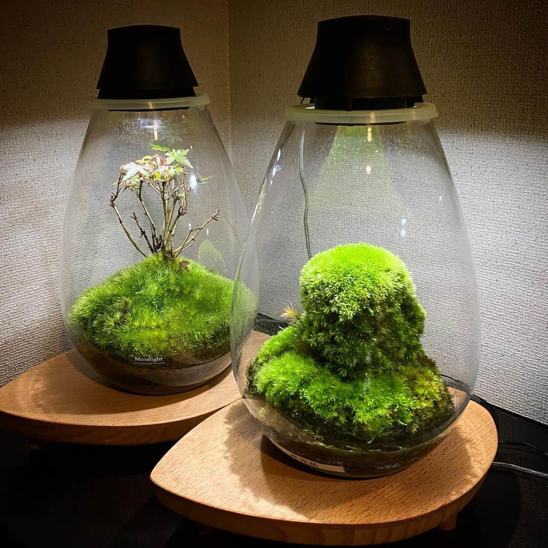 Mosslight-LEDのインスタグラム：「Mosslight   #mosslight#モスライト #terrarium#テラリウム」