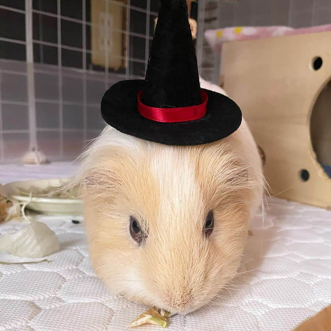 hamster_mocoさんのインスタグラム写真 - (hamster_mocoInstagram)「Booooo( ｰ̀εｰ́ )🧙‍♀️🎃🦇🕸 ☠🎃HappyHalloween🍭🍬  魔法使いの三角帽子かぶってギロリッ😂 どんなお顔も可愛いパルくんです🤭♥️ 2023.10.30 ✼••┈┈••✼••┈┈••✼••┈┈••✼••┈┈••✼ #モルモットパル#モルモット#イングリッシュモルモット#モルモットのいる生活#モルモットベビー#モルモット好きと繋がりたい#guineapig#豚鼠#기니피그#天竺鼠」10月30日 13時03分 - asahi.fl