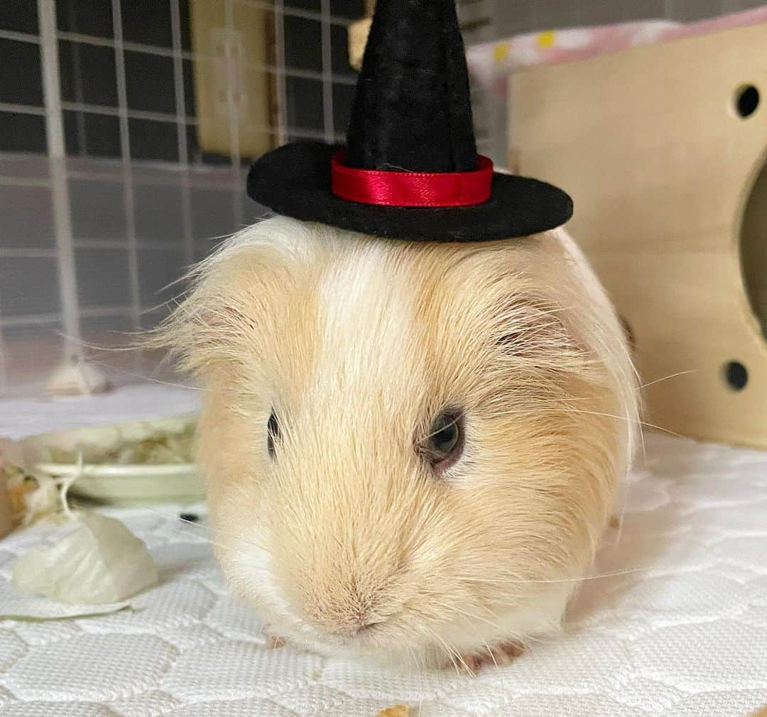 hamster_mocoさんのインスタグラム写真 - (hamster_mocoInstagram)「Booooo( ｰ̀εｰ́ )🧙‍♀️🎃🦇🕸 ☠🎃HappyHalloween🍭🍬  魔法使いの三角帽子かぶってギロリッ😂 どんなお顔も可愛いパルくんです🤭♥️ 2023.10.30 ✼••┈┈••✼••┈┈••✼••┈┈••✼••┈┈••✼ #モルモットパル#モルモット#イングリッシュモルモット#モルモットのいる生活#モルモットベビー#モルモット好きと繋がりたい#guineapig#豚鼠#기니피그#天竺鼠」10月30日 13時03分 - asahi.fl