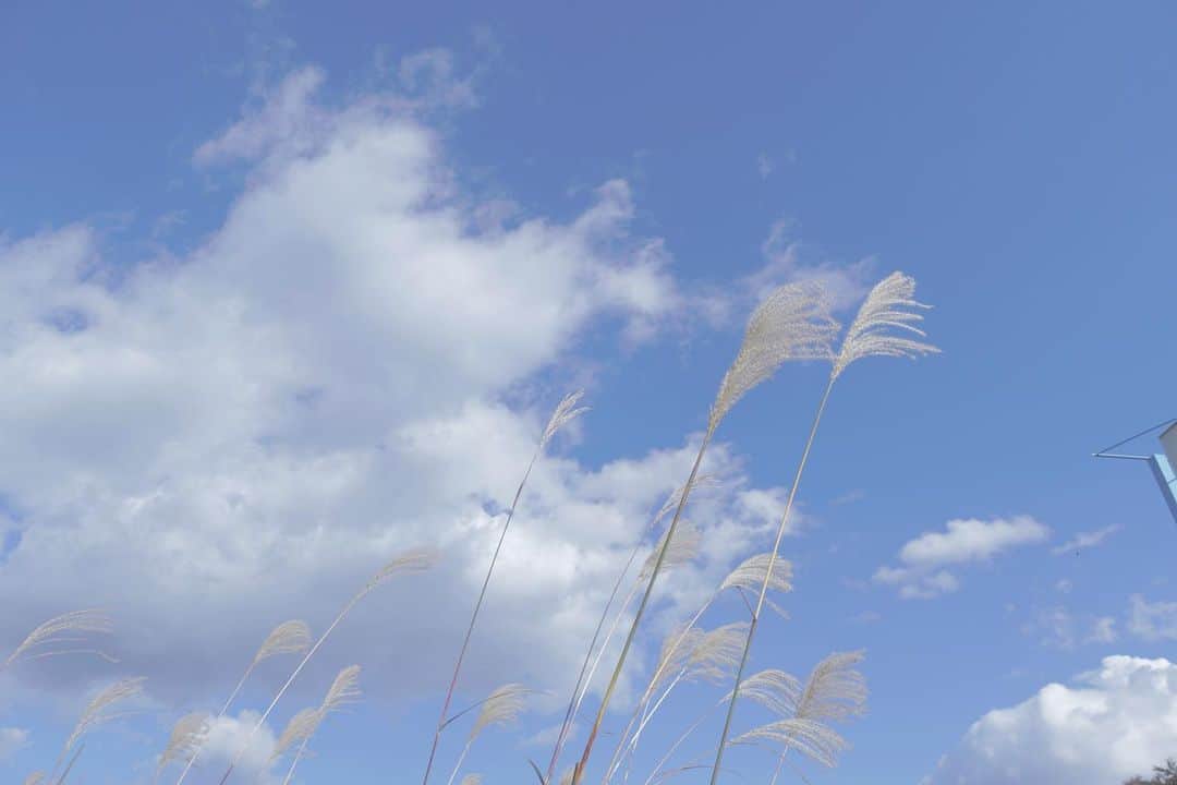 maari watanabe(まありん)のインスタグラム：「🌾☁️散歩道」