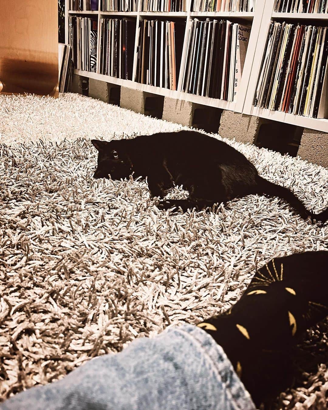KanaKatanaのインスタグラム：「Week recap ☺︎ Honesty in introspection is the mirror that reflects our true selves. When you can see that in yourself, you'll also recognize it in others but did you recognize the first photo isn’t my cat」