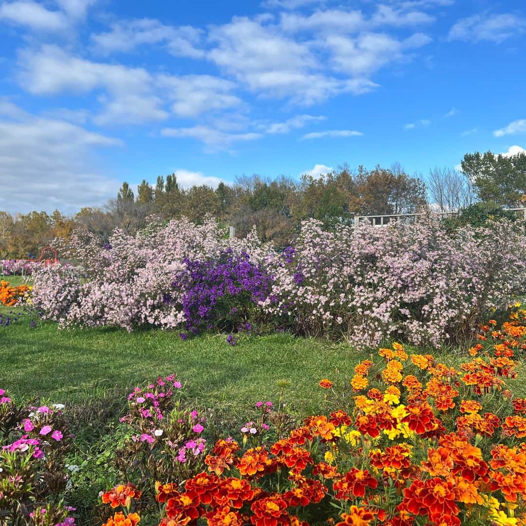 HBC北海道放送アナウンス部さんのインスタグラム写真 - (HBC北海道放送アナウンス部Instagram)「牧野秀章です。  紅葉がきれいですね！ 札幌市北区の百合が原公園でも 見頃を迎えています。 秋の花も一緒に楽しめますよ。  #北海道#札幌#紅葉#世界の庭園#hbc#アナウンサー」10月30日 14時10分 - hbc_announcer