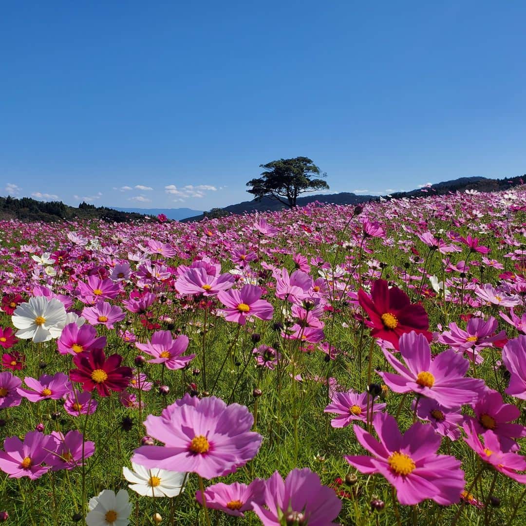 kagoshima_lixil_fudosanのインスタグラム：「霧島の高千穂牧場のコスモス畑が満開で、とても綺麗でした。  ＃コスモス畑  ＃lixil不動産ショップ  ＃秋の風景  ＃一面お花畑  ＃秋の訪れ」