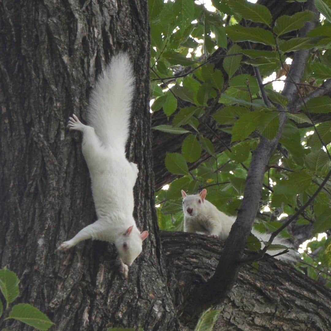 アメリカ内務省さんのインスタグラム写真 - (アメリカ内務省Instagram)「How cool are these two! 💕    @nationalmallnps recently spotted two white squirrels frolicking on the National Mall in Washington, DC. Eastern gray squirrels come in various colors and often display a mix of gray, brown, black and cinnamon fur – but only occasionally white. They can be white for one of two reasons:    1) The first is a genetic anomaly. These squirrels have dark eyes and can grow small patches of dark fur on their white coats.    2) Even more rare are albino squirrels, who cannot produce any pigmentation. Only one in 100,000 squirrels is actually albino. The key to identifying an albino squirrel is to look for their red eyes.    Please help us keep wildlife wild by watching animals from a distance and not harassing or feeding them.    Photo by NPS    #nationalmall #wildlife #washingtondc   Alt Text: Two white squirrels hanging out in a tree.」10月31日 1時31分 - usinterior