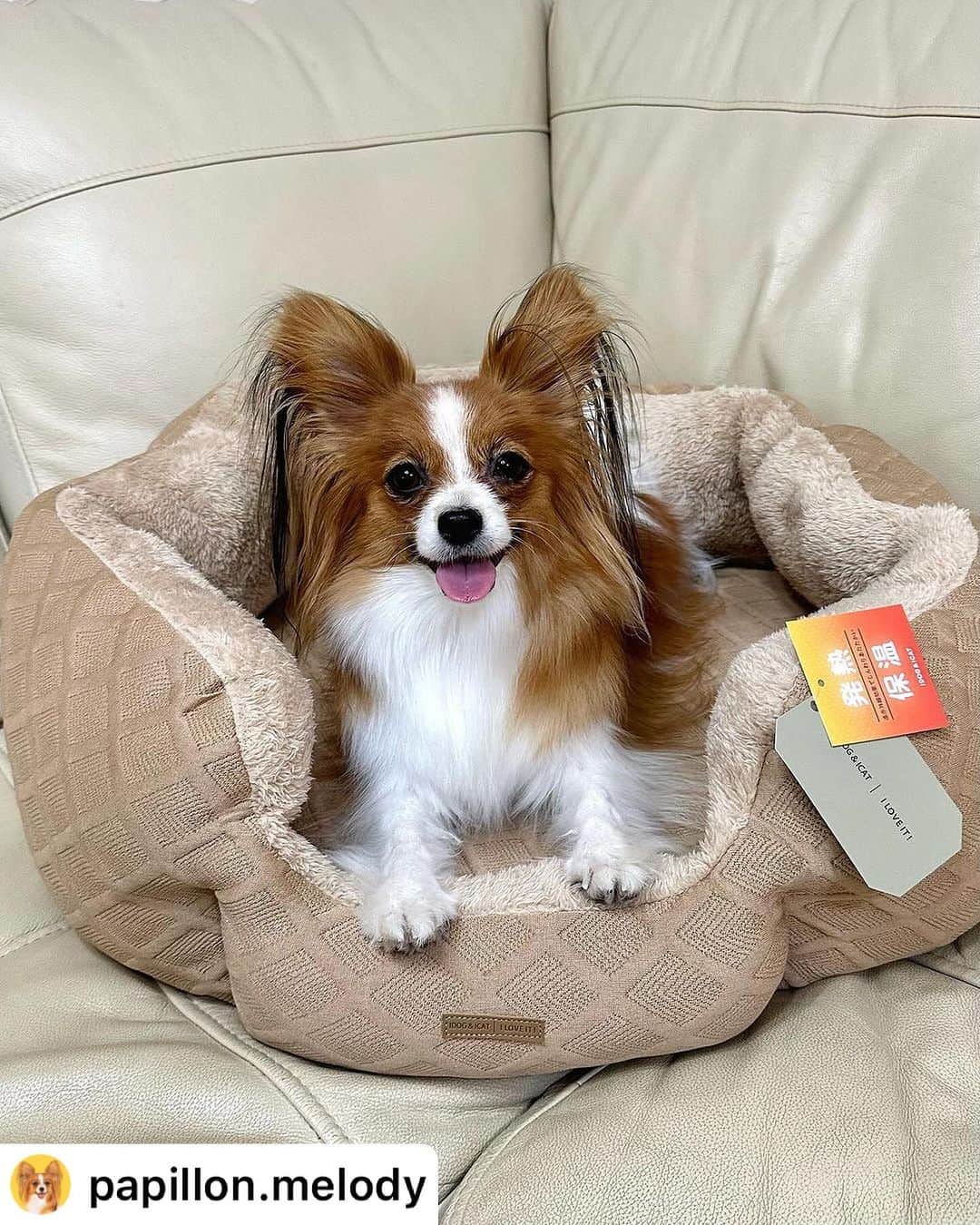 iDog&iCatのインスタグラム