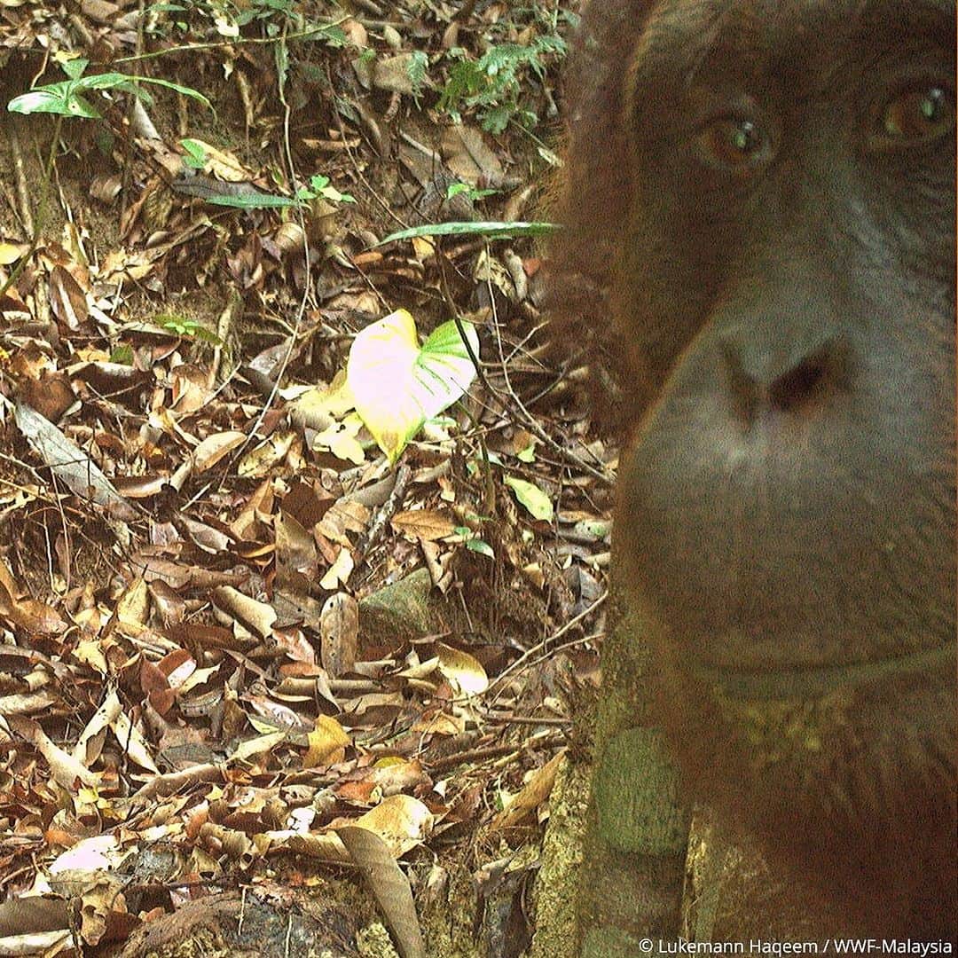 OFI Australiaのインスタグラム：「Some exciting news! 👀🙌  Orangutans have been spotted in Gunung Lesong, Sarawak, Malaysia. 🦧  While local people have long told stories of this elusive creature, this is one of the first ever camera trap images showing orangutans in the area. ‼️ #saveorangutans #saynotopalmoil #orangutanconservation」