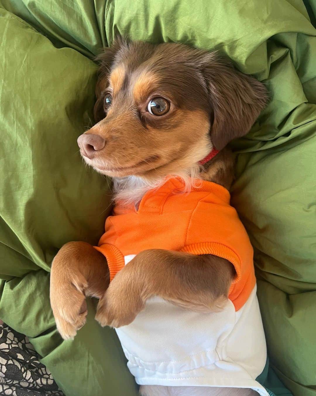 のインスタグラム：「オバケ🐶👻🎃🎃🎃  #ハロウィン #パナちゃん」
