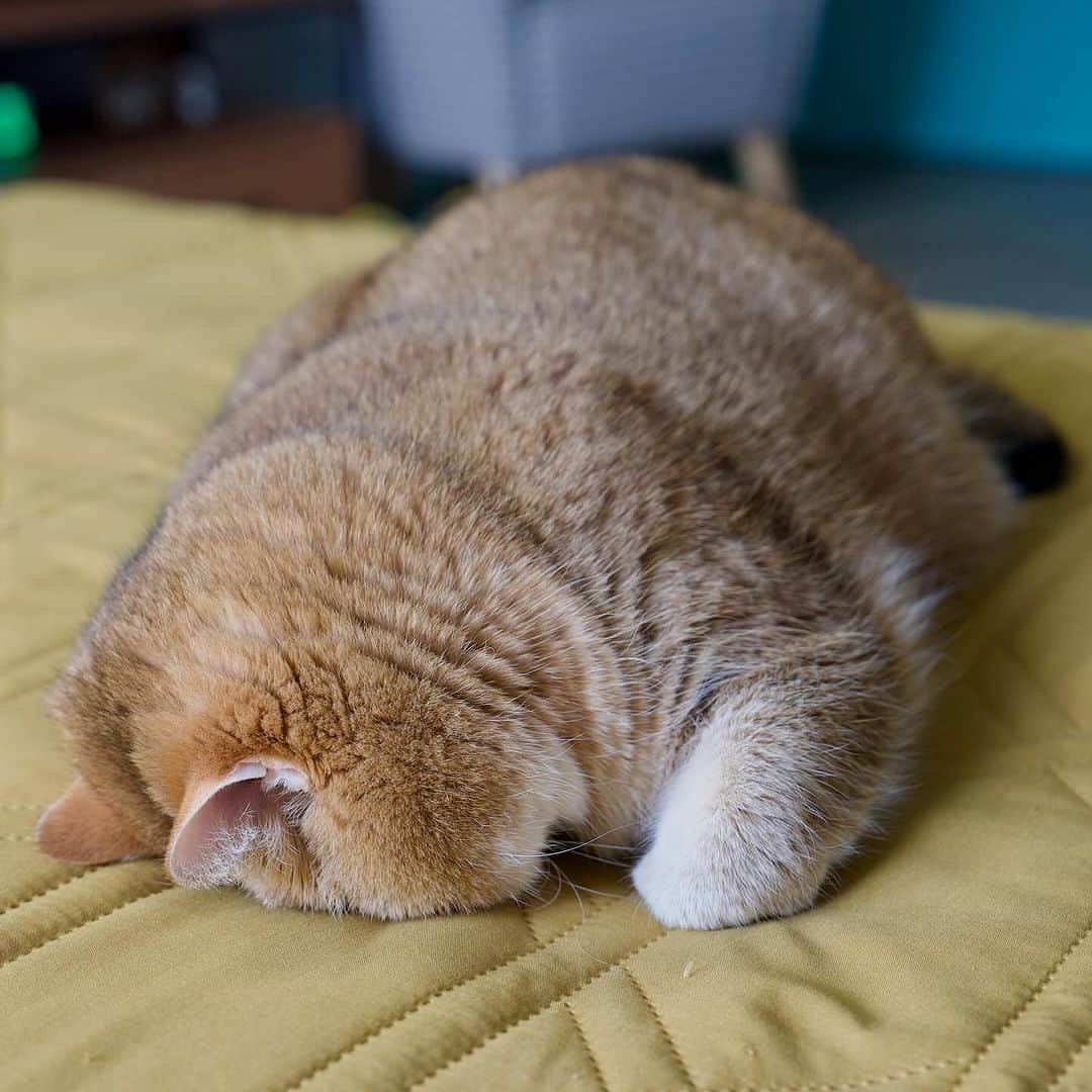 Hosicoさんのインスタグラム写真 - (HosicoInstagram)「Monday mood 🥱」10月30日 17時21分 - hosico_cat